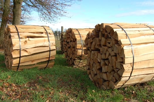 Firewood for the next winter
