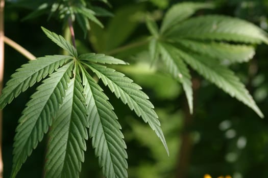 Hemp leaves