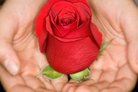 Rose Gift