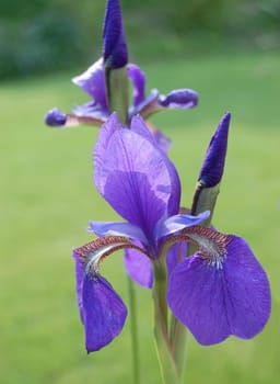 Iris sibirica