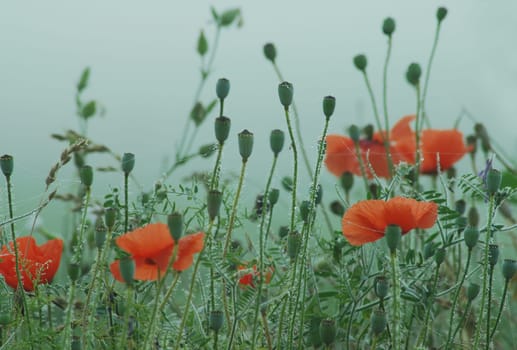 In the fog