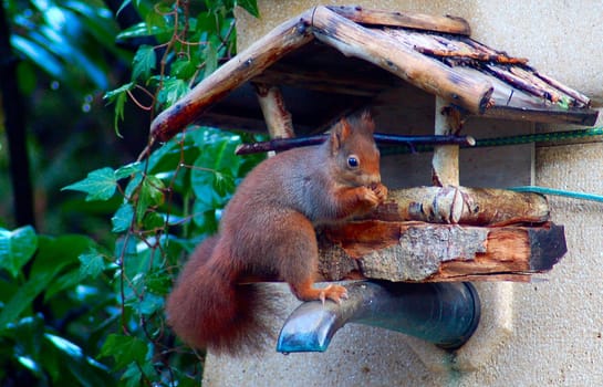 Finally caught my first squirrel wildlife in our pied à terre in Geneva. Are all snapshots taken from the kitchen window.