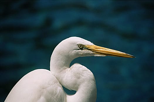 Great egret
