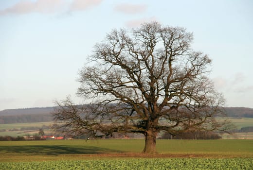 SonnenBaum...