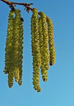 The hanging male catkins of hazel are yellow. They hibernate "naked"". The small female flowers are red and are protected by buds in winter. (Picture taken on 14.01.2007)"
