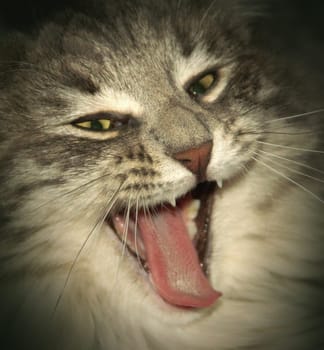 Gääääääähn