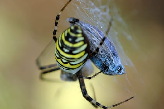 Wasp spider