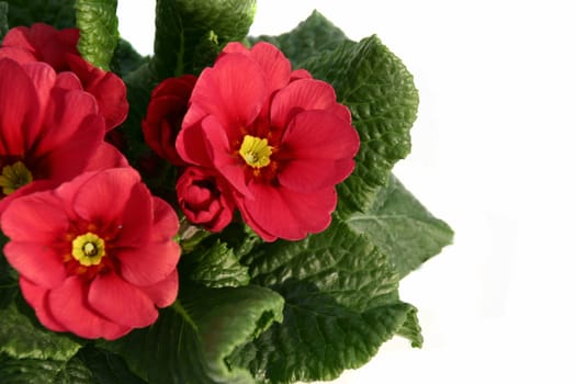 Spring Awakening