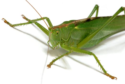 Grasshopper