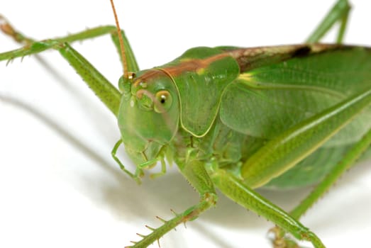 Grasshopper