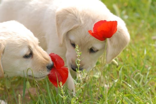 2 puppies