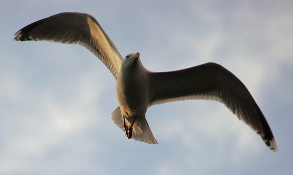 The high-flyer