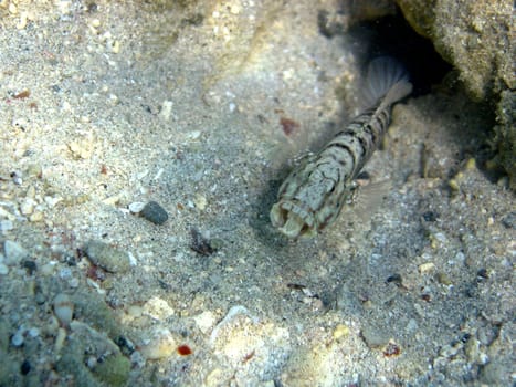 The nine-banded partner goby lives in symbiosis together with a representative of the pistol crabs. Shot from the Red Sea