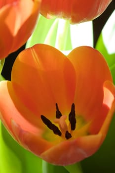 Tulip stamps