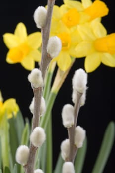 The beginning of spring