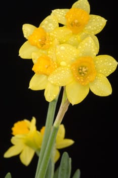 Harbinger of spring