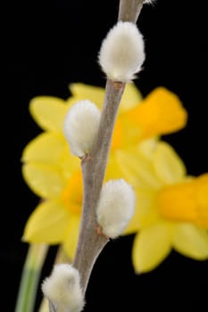 Goat willow
