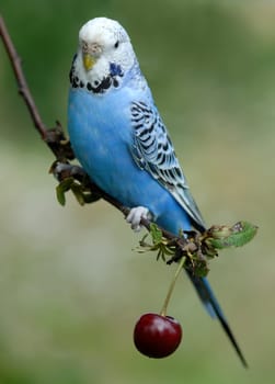 Budgerigar