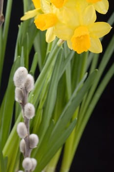 Spring flowers