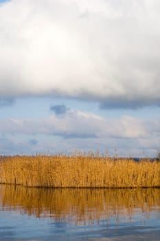 Havel reeds