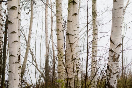 Birches across