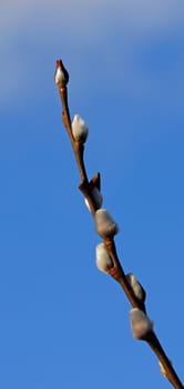 Willow catkin