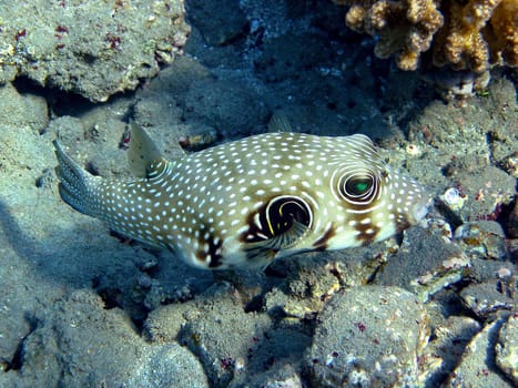 Pufferfish
