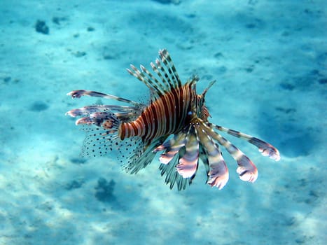 Lionfish