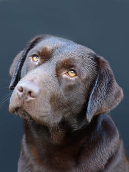 Labrador