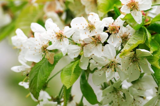 Cherry blossoms 2