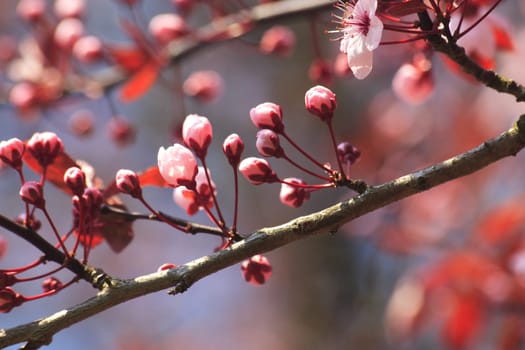Cherry blossom branch