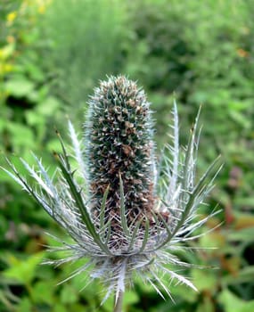 prickly