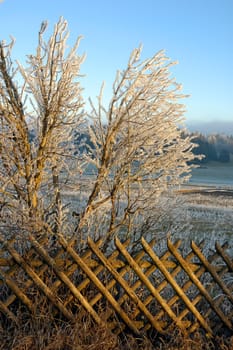 Winter landscape
