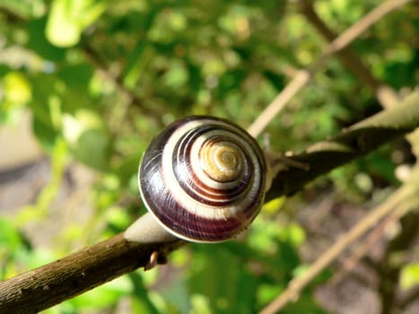 Tree snail