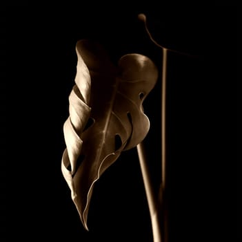 Monstera in SW