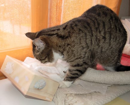 Bad weather occupation ! To be on the safe side,I put all the paper wipes to me.