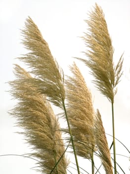 Pampas grass