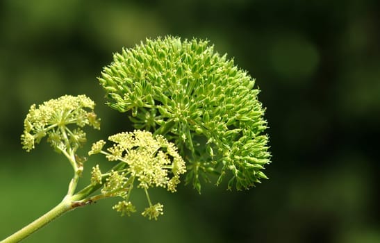 For thousands of years,the use of fennel has been widespread in many parts of the world. Fennel was also highly valued in ancient Chinese medicine. No less than 3 of its parts can be used by us. The seed-like fruit