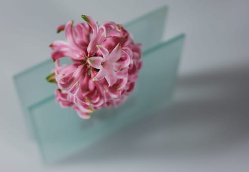 Heralds of spring