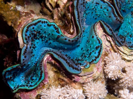 Killer clam