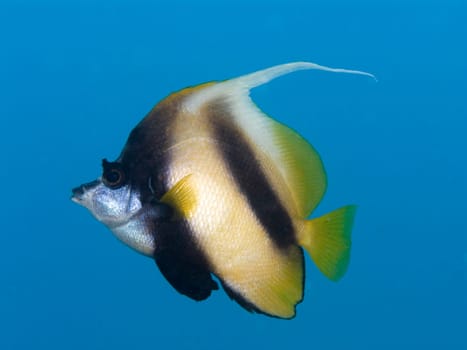 Red Sea bannerfish