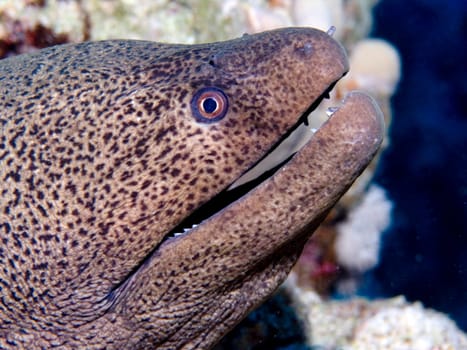 Giant moray eel smiling at the camera