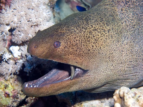 Giant moray eel with a live toothbrush
