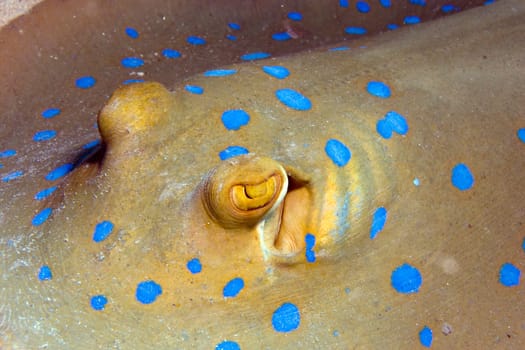 Blue-spotted rays