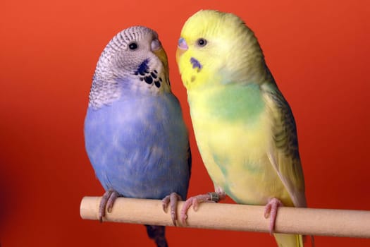 Budgie friends