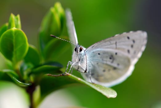 Holly blue