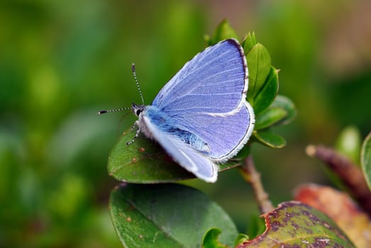 Buckthorn Blue 2