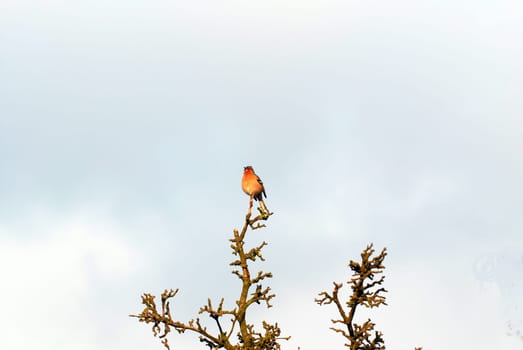 Chaffinch