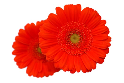 Gerbera