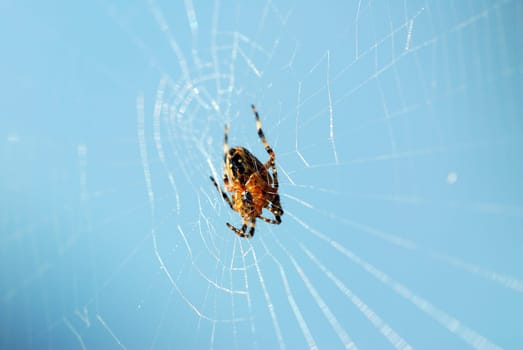 Garden spider 2